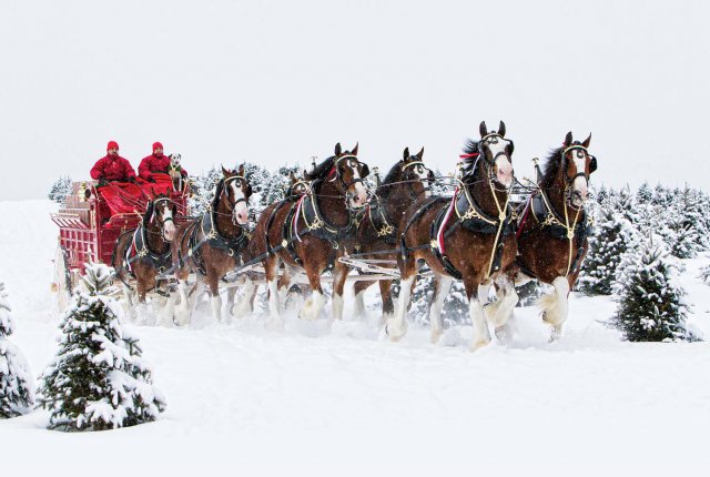 Clydesdales6