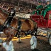 Clydesdales11