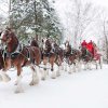 Clydesdales5